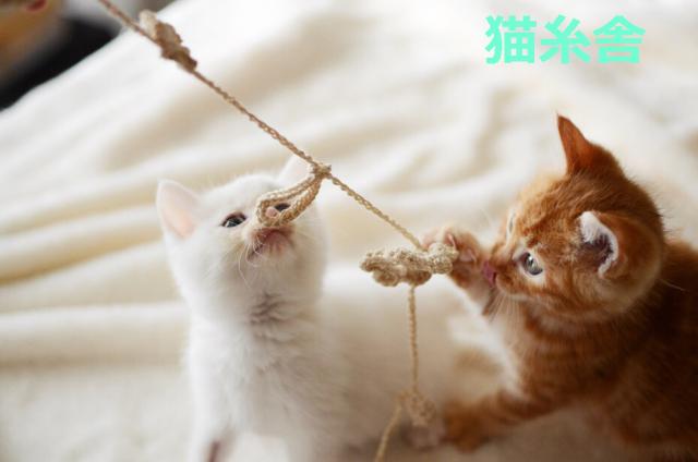 猫糸舎の写真