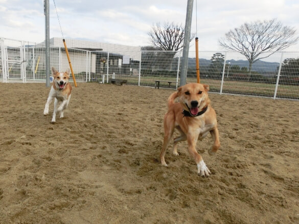 写真：ドッグランを楽しむ犬