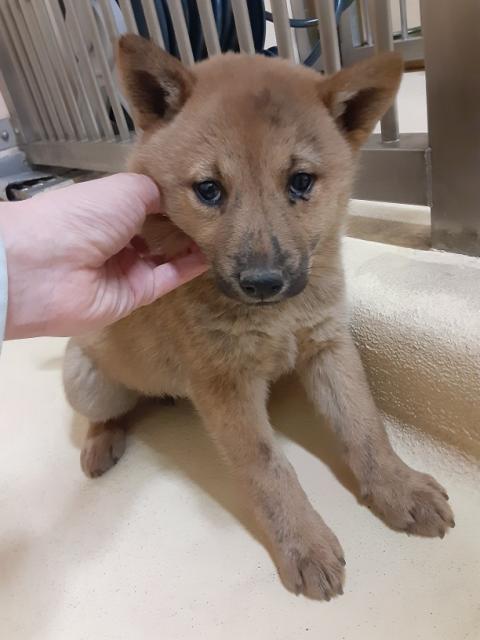 団体譲渡犬No.4416の写真