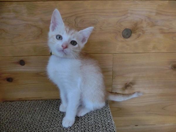 センター譲渡猫No.4586の写真