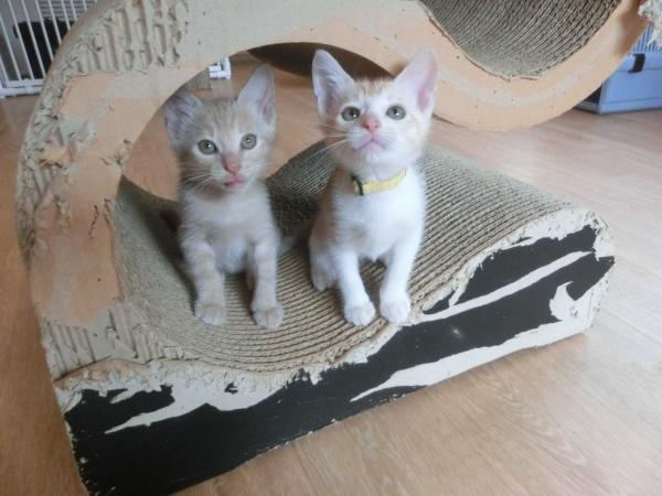 センター譲渡猫の写真3
