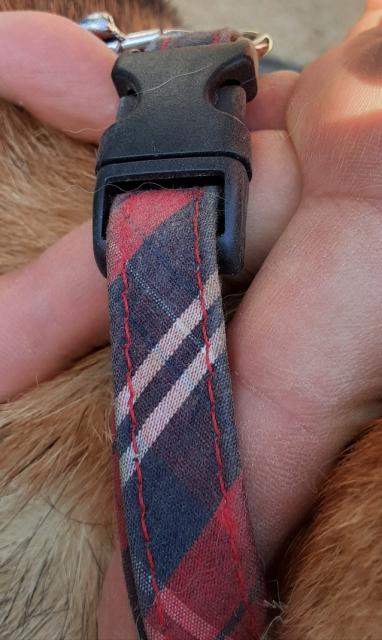 団体譲渡犬の写真2