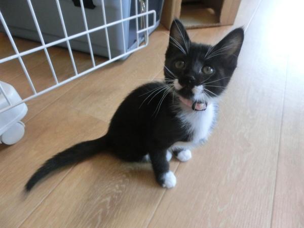 センター譲渡猫No.4338の写真
