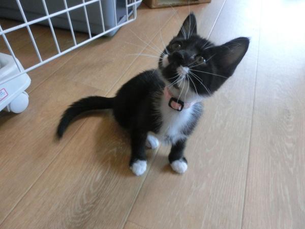 センター譲渡猫の写真2