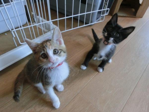 センター譲渡猫の写真3