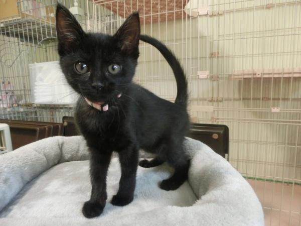 センター譲渡猫No.4678の写真