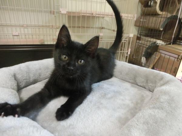 センター譲渡猫の写真2