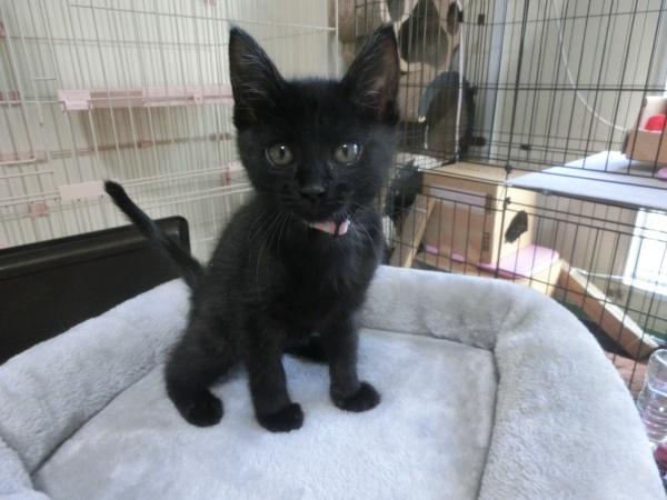 センター譲渡猫の写真3