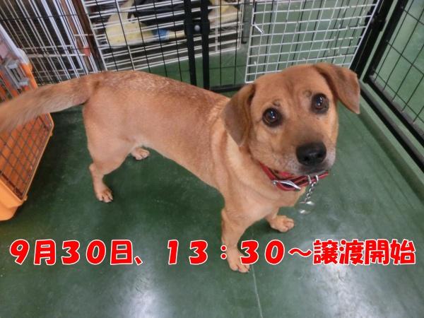 センター譲渡犬No.4500の写真