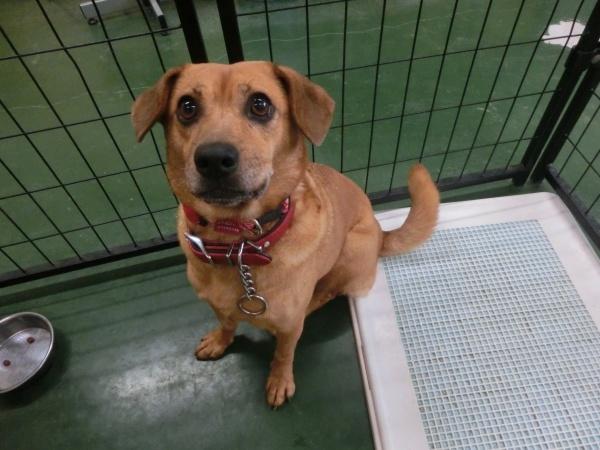 センター譲渡犬の写真2