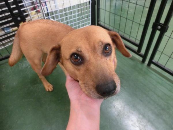 センター譲渡犬の写真3