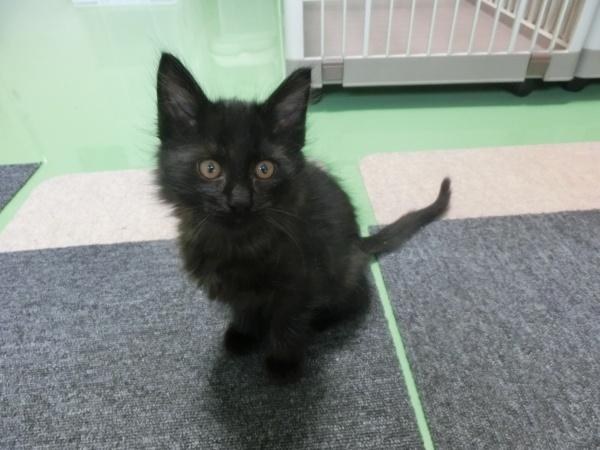 センター譲渡猫No.4675の写真