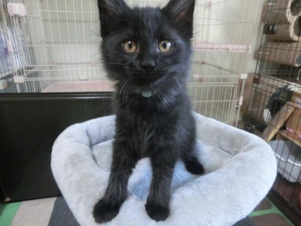 センター譲渡猫の写真2