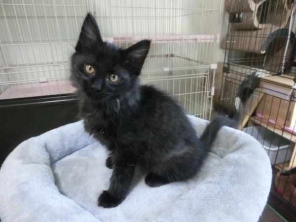 センター譲渡猫の写真3