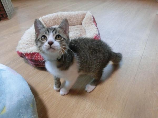 センター譲渡猫の写真2