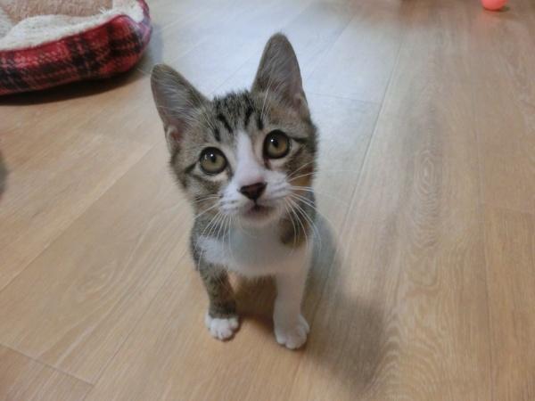 センター譲渡猫の写真3