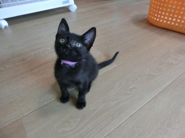 センター譲渡猫No.4339の写真