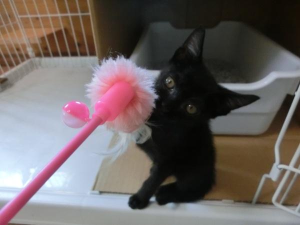 センター譲渡猫の写真2