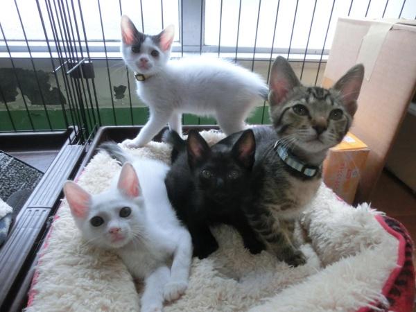 センター譲渡猫の写真3