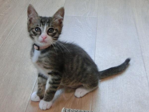 センター譲渡猫の写真2