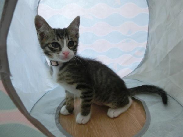 センター譲渡猫の写真3