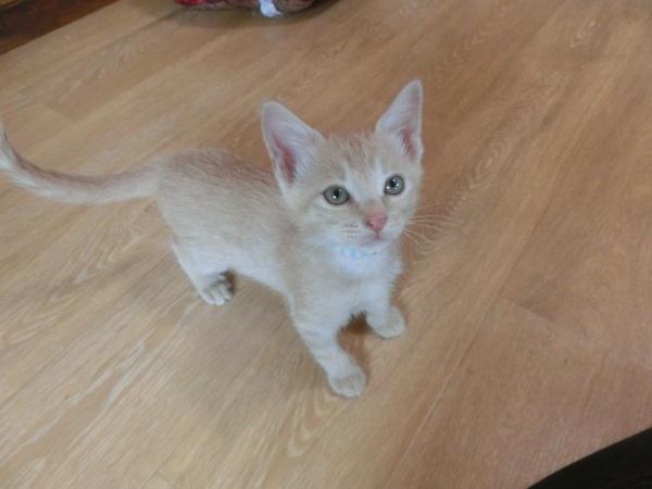 センター譲渡猫の写真2