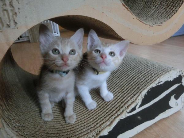 センター譲渡猫の写真3