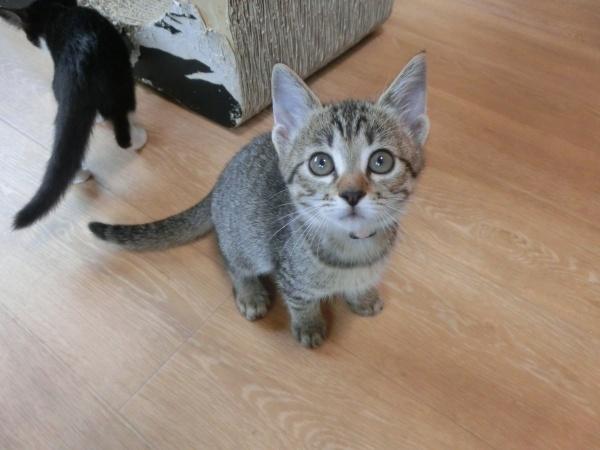 センター譲渡猫No.4581の写真