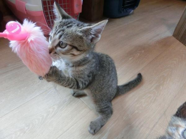 センター譲渡猫の写真2