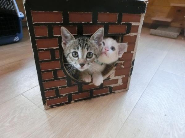 センター譲渡猫の写真3
