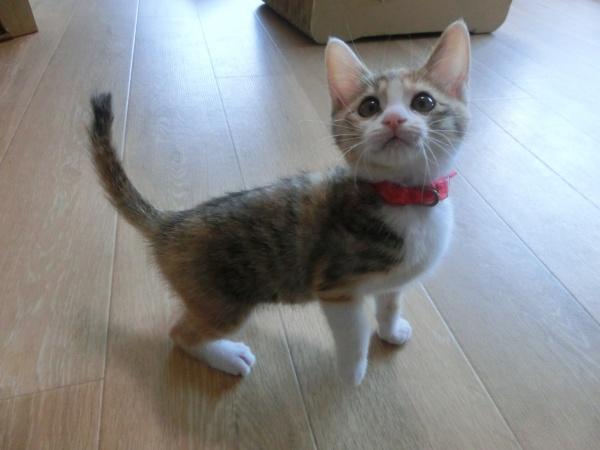 センター譲渡猫の写真2