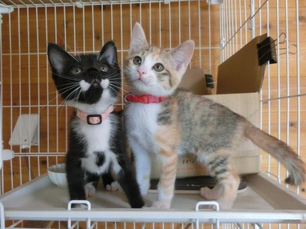 センター譲渡猫の写真3
