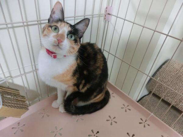 センター譲渡猫No.4830の写真