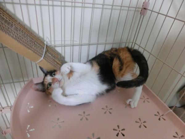 センター譲渡猫の写真2