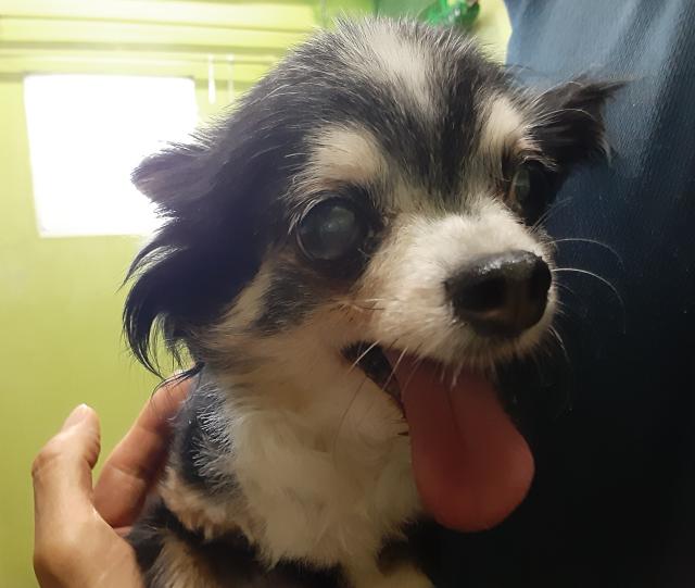 団体譲渡犬No.4499の写真