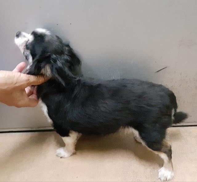 団体譲渡犬の写真2