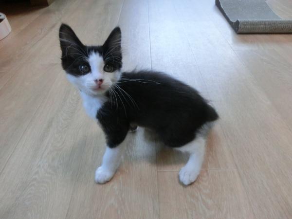 センター譲渡猫の写真3
