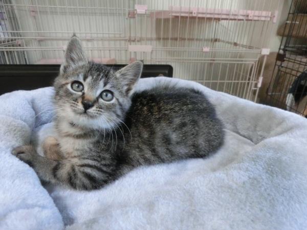 センター譲渡猫No.4745の写真
