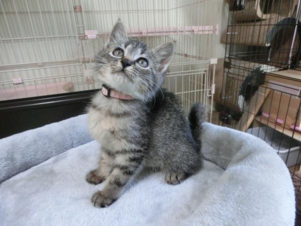 センター譲渡猫の写真2