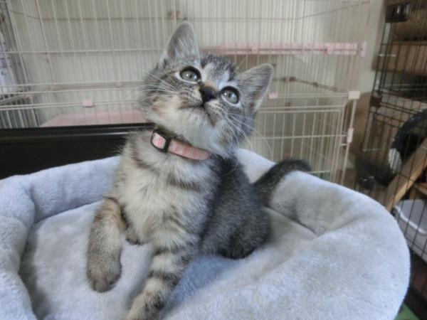 センター譲渡猫の写真3