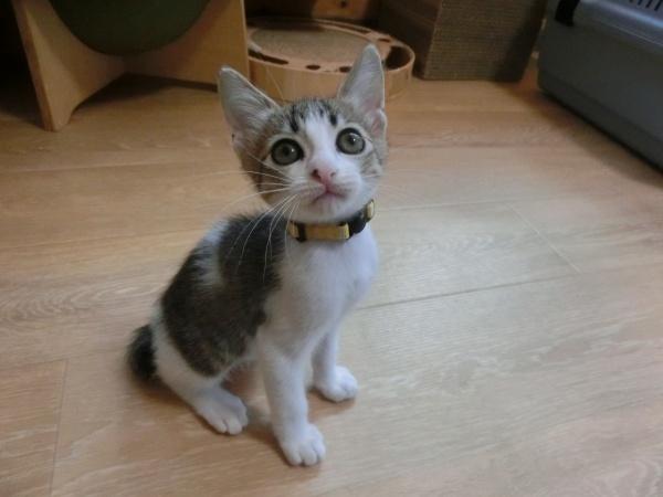 センター譲渡猫No.4363の写真