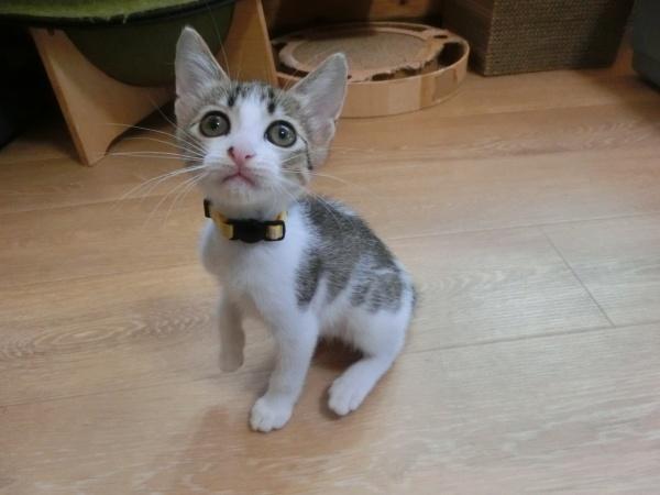 センター譲渡猫の写真2