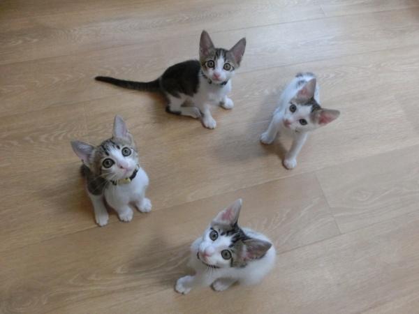 センター譲渡猫の写真3