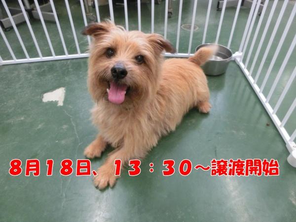 センター譲渡犬No.4430の写真