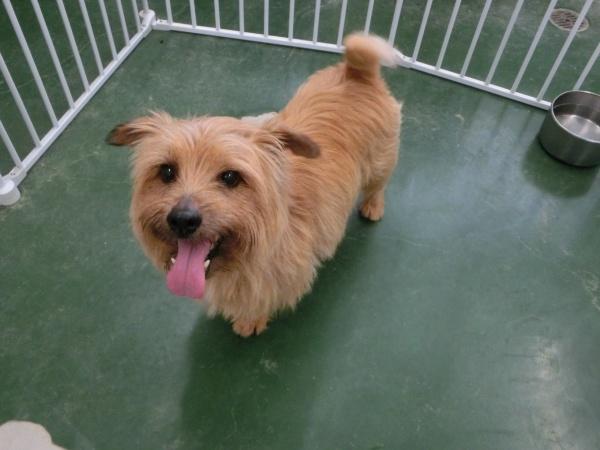 センター譲渡犬の写真2