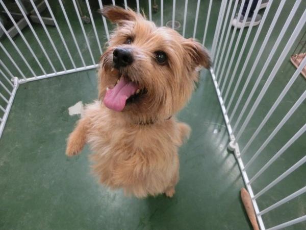 センター譲渡犬の写真3