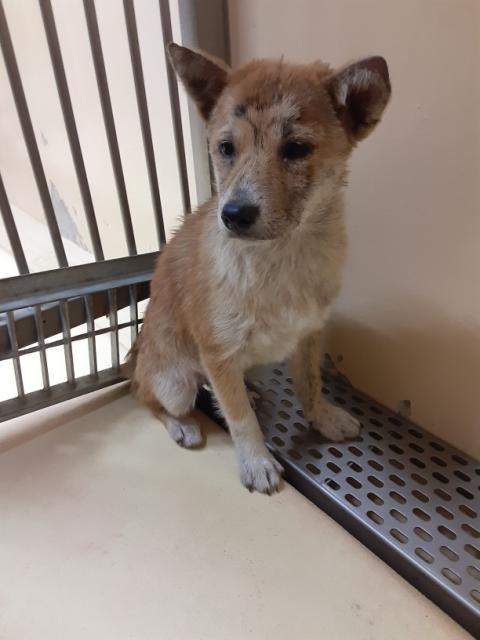 団体譲渡犬No.4414の写真
