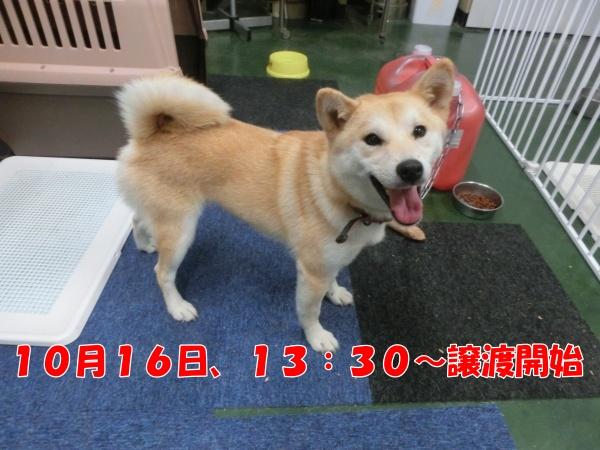 センター譲渡犬No.4617の写真