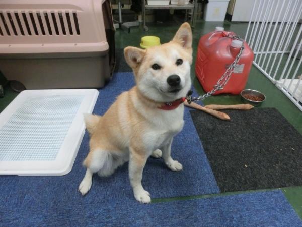 センター譲渡犬の写真2