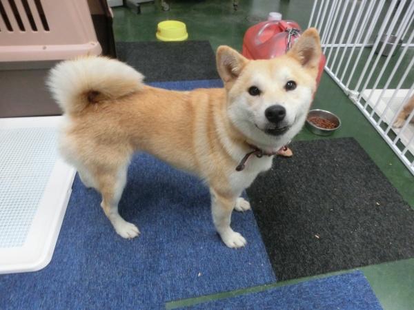 センター譲渡犬の写真3